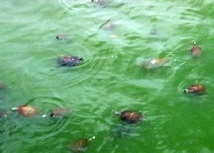 夢見烏龜在水裡 沛名字意思